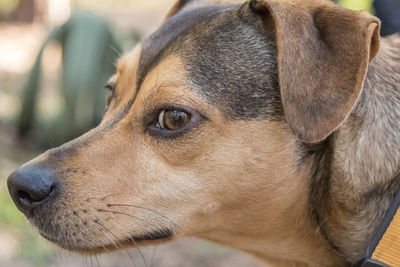 Close-up of dog looking away