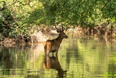 View of deer drinking water in lake