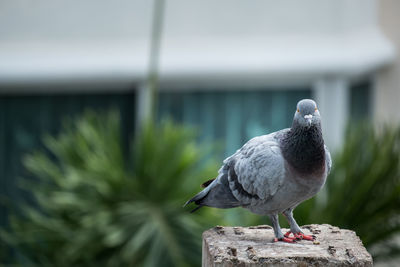 Close-up of pigeon perching on wood