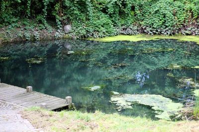 Scenic view of lake by trees