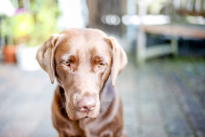 Close-up portrait of brown dog