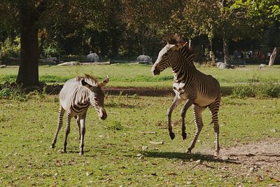 Zebra in a field