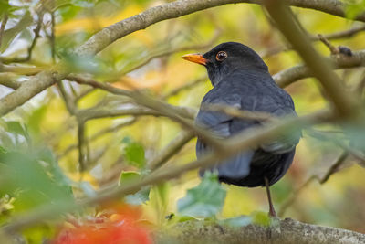 Close-up of bird perching on branch