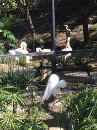 White swan perching on tree