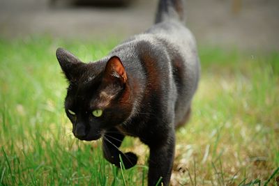 Black cat looking away