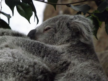 Close-up of sheep relaxing on tree