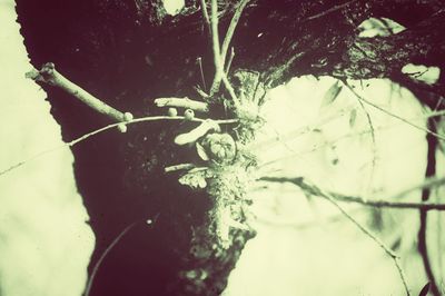 Close-up of snow on plant