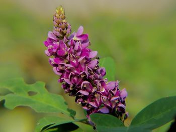 Close-up of purple flowering plant