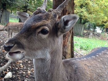 Close-up of deer