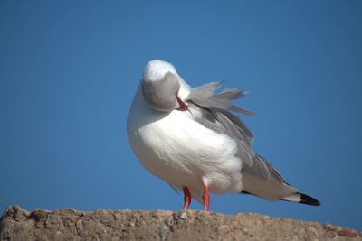 Rear view of man gesturing against seagulls flying in mid-air