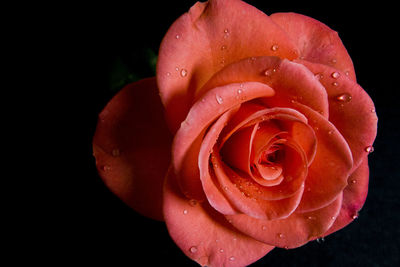 Close-up of wet rose blooming against black background