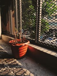 Close-up of potted plant against wall