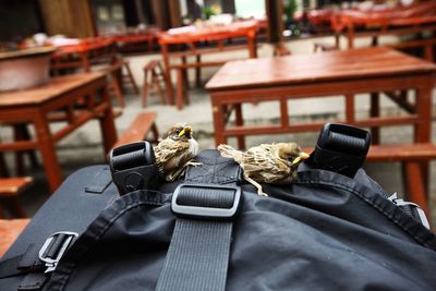 Close-up of sparrows on bag