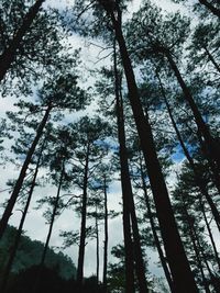 Low angle view of trees against sky