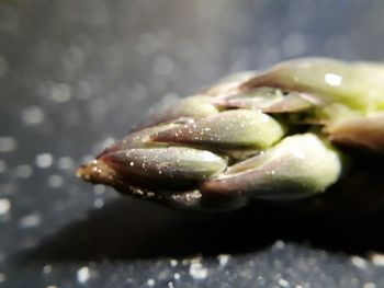 Close-up of insect on leaf