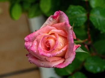 Close-up of wet pink rose