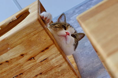 High angle view of cat on floor at home