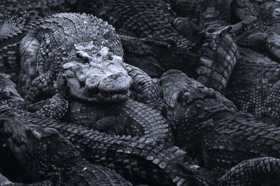 Close-up of crocodile