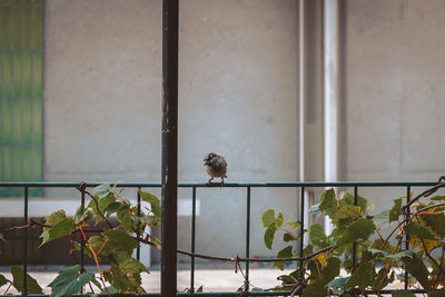 Finch perched on a fence in the gardens