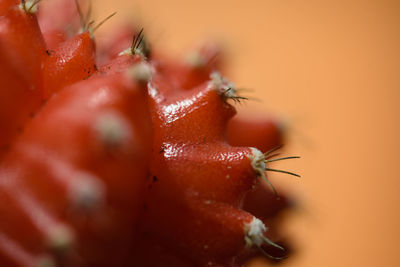 Close-up of red berries on plant