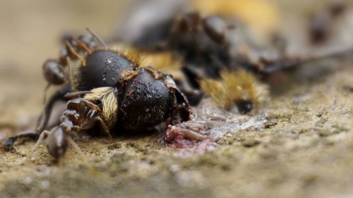 Close-up of crab