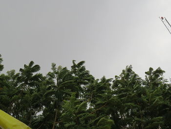 Low angle view of palm trees against clear sky