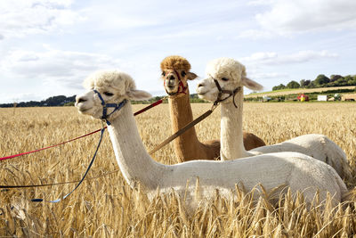 Three alpacas standing in barley field