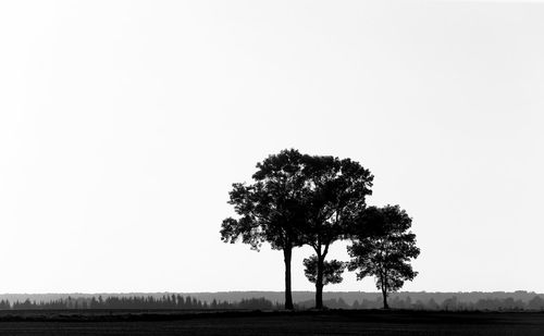 Tree against clear sky