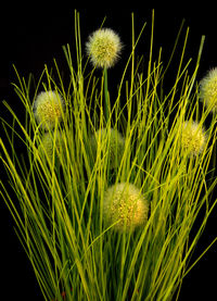 Close-up of flowering plants on field