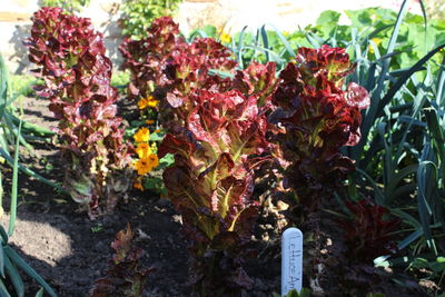 Plants growing on field