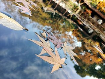 Close-up of plant leaves during autumn