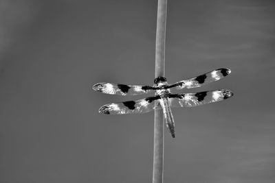 Low angle view of insect on pole against sky