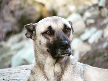 Close-up portrait of dog