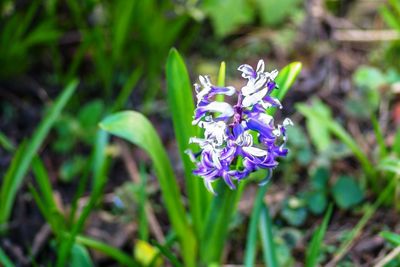 Close-up of purple flowers blooming outdoors