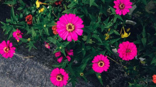 High angle view of pink flowers blooming outdoors