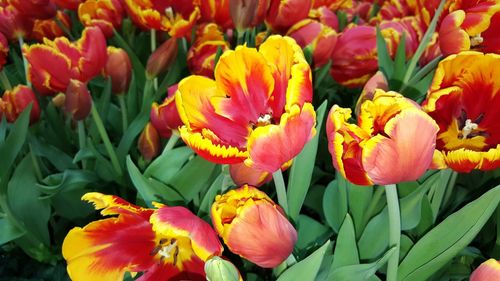 High angle view of tulips blooming outdoors