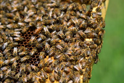 Close-up of bees