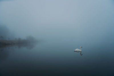 Swan swimming in lake