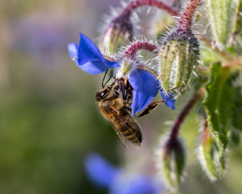 Close-up of bee pollinating on purple flower