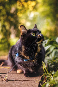 Close-up of a cat looking away