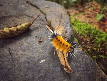 Close-up of insect on yellow leaf