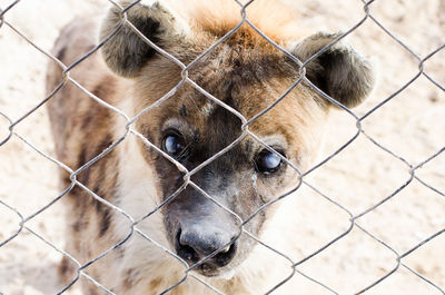 Close-up portrait of dog seen through chainlink fence