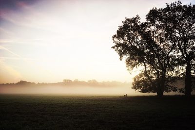 Trees on field against sky during foggy weather
