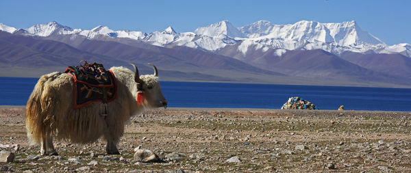 View of horse on snowcapped mountains against sky