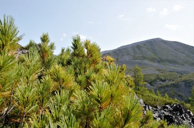 plant
