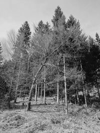 Trees on field against sky in forest