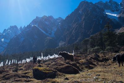 Grazing yaks