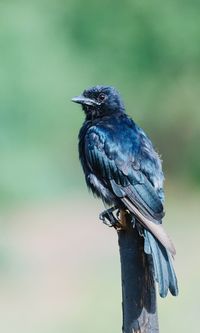 Close-up of bird perching on wooden post