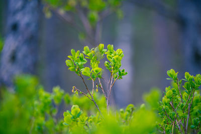 Beautiful, fresh green blueberry leaves in spring forest. seasonal scenery of northern europe.