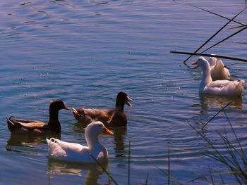 Swans swimming on lake